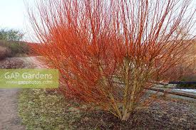 Attēlu rezultāti vaicājumam “Salix alba var. vitellina”