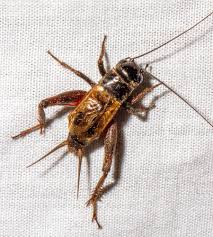 Attēlu rezultāti vaicājumam “Gryllus domesticus”