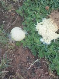 Attēlu rezultāti vaicājumam “Fuligo septica cf. rufa”