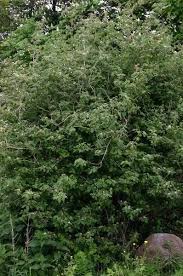 Attēlu rezultāti vaicājumam “Lonicera xylosteum leaf”