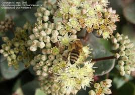 Attēlu rezultāti vaicājumam “Hylotelephium maximum flower”