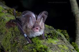 Attēlu rezultāti vaicājumam “Plecotus auritus”