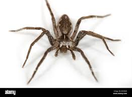 Attēlu rezultāti vaicājumam “Pisauridae”