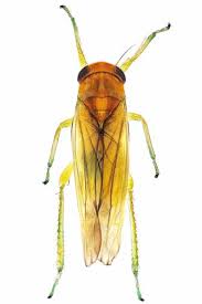 Attēlu rezultāti vaicājumam “Paramesus obtusifrons”