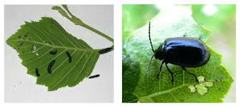 Attēlu rezultāti vaicājumam “Agelastica alni larva”