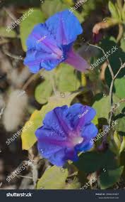 Image result for Prunkwinde