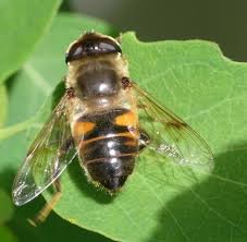 Attēlu rezultāti vaicājumam “Eristalis sp.”