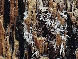 Attēlu rezultāti vaicājumam “Mucronella bresadolae”