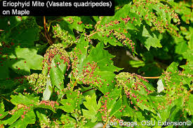 Attēlu rezultāti vaicājumam “Vasates quadripedes”