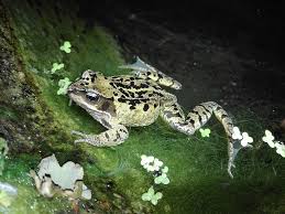 Attēlu rezultāti vaicājumam “Rana temporaria”