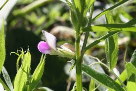Attēlu rezultāti vaicājumam “Vicia angustifolia flower”