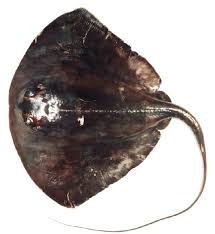 Image result for Pteroplatytrygon violacea