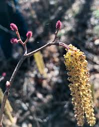 Attēlu rezultāti vaicājumam “Alnus incana female flower”