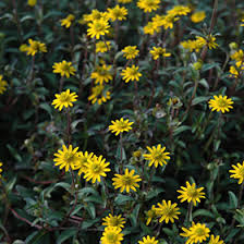 Image result for Sanvitalia procumbens