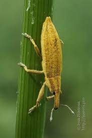 Attēlu rezultāti vaicājumam “Lixus iridis”