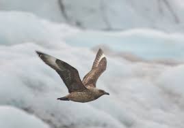 Image result for Stercorarius skua