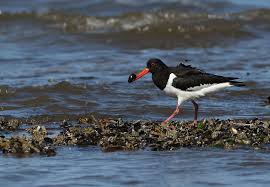 Attēlu rezultāti vaicājumam “Haematopus ostralegus adult”