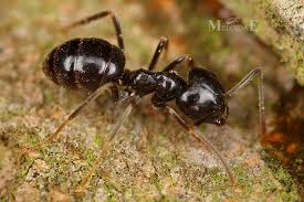 Attēlu rezultāti vaicājumam “Lasius fuliginosus”