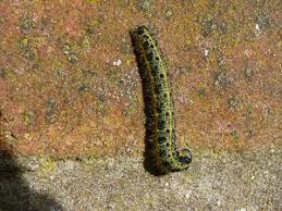 Attēlu rezultāti vaicājumam “Nymphalis xanthomelas larva”