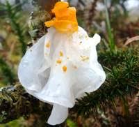 Attēlu rezultāti vaicājumam “Tremella mesenterica”