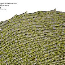 Attēlu rezultāti vaicājumam “Brachythecium rutabulum sporophyte”