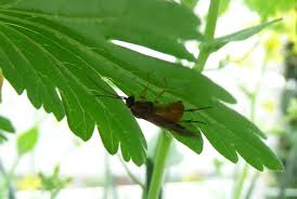 Attēlu rezultāti vaicājumam “Nematus ribesii larva”