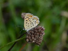 Attēlu rezultāti vaicājumam “Lycaena tityrus female”