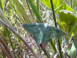 Attēlu rezultāti vaicājumam “Thalera fimbrialis”