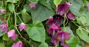 Image result for Rhodochiton atrosanguineum