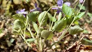 Attēlu rezultāti vaicājumam “Viola reichenbachiana leaf”