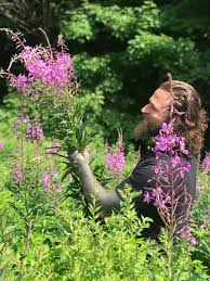 Attēlu rezultāti vaicājumam “Epilobium angustifolium fruit”