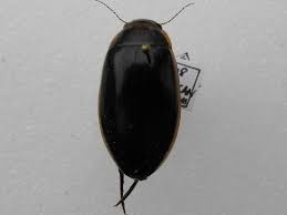 Attēlu rezultāti vaicājumam “Dytiscus sp.”