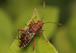 Attēlu rezultāti vaicājumam “Rhopalus maculatus”