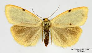 Attēlu rezultāti vaicājumam “Cybosia mesomella”