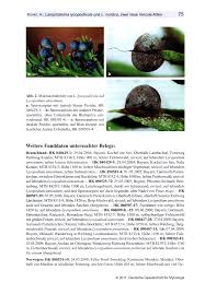 Attēlu rezultāti vaicājumam “Lamproderma debile”