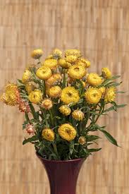 Image result for Helichrysum bracteatum