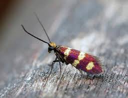 Attēlu rezultāti vaicājumam “Micropterix aureatella”