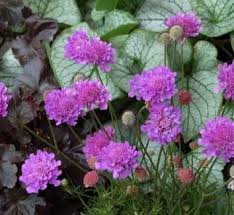 Image result for Scabiosa canescens
