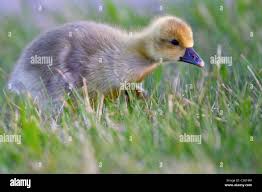 Attēlu rezultāti vaicājumam “Anser anser juvenile”