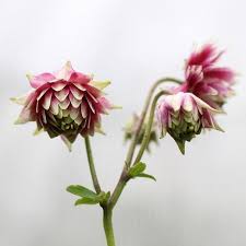 Image result for Aquilegia vulgaris `Nora Barlow`