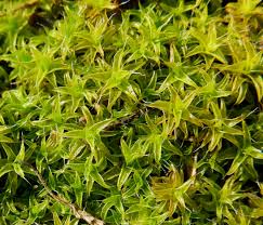 Attēlu rezultāti vaicājumam “Syntrichia”