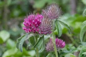 Attēlu rezultāti vaicājumam “Trifolium alpestre”