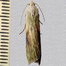 Attēlu rezultāti vaicājumam “Aphomia sociella male”