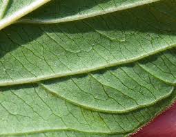 Attēlu rezultāti vaicājumam “Linaria loeselii leaf”