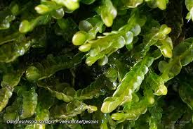 Attēlu rezultāti vaicājumam “Odontoschisma sphagni”