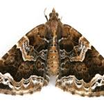 Attēlu rezultāti vaicājumam “Eulithis prunata”