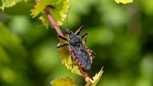Attēlu rezultāti vaicājumam “Rhynocoris annulatus”