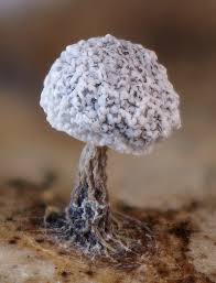 Attēlu rezultāti vaicājumam “Physarum cf. diderma macro”