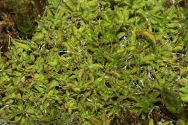 Attēlu rezultāti vaicājumam “Syntrichia virescens”