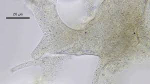 Attēlu rezultāti vaicājumam “Badhamia affinis var. microspora”